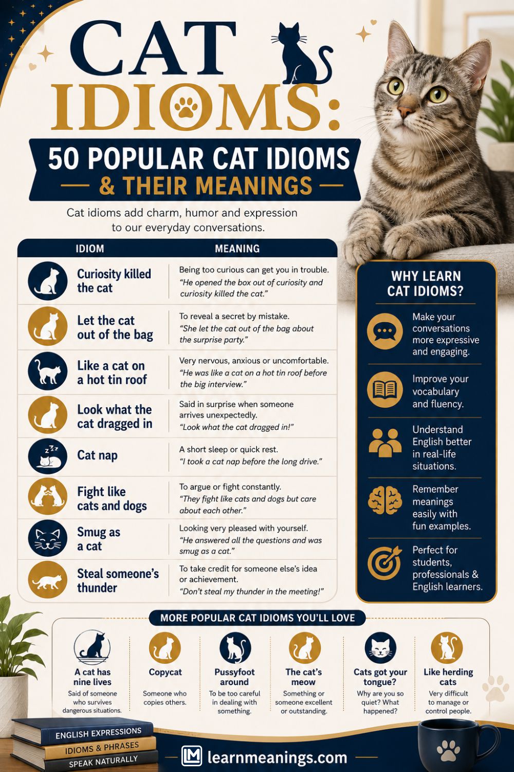 Cat Idioms: 50 Popular Cat Idioms & Their Meanings