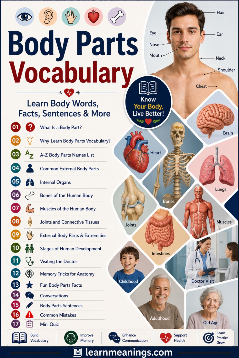 Body Parts Vocabulary List (A-Z)