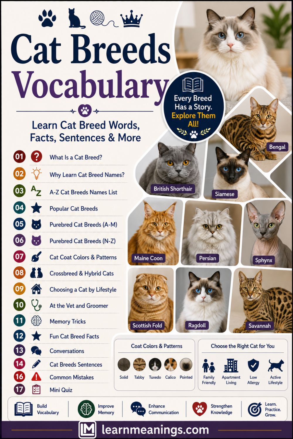 Cat Breeds Vocabulary List