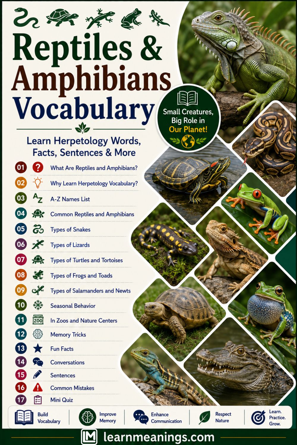 Reptiles and Amphibians Vocabulary