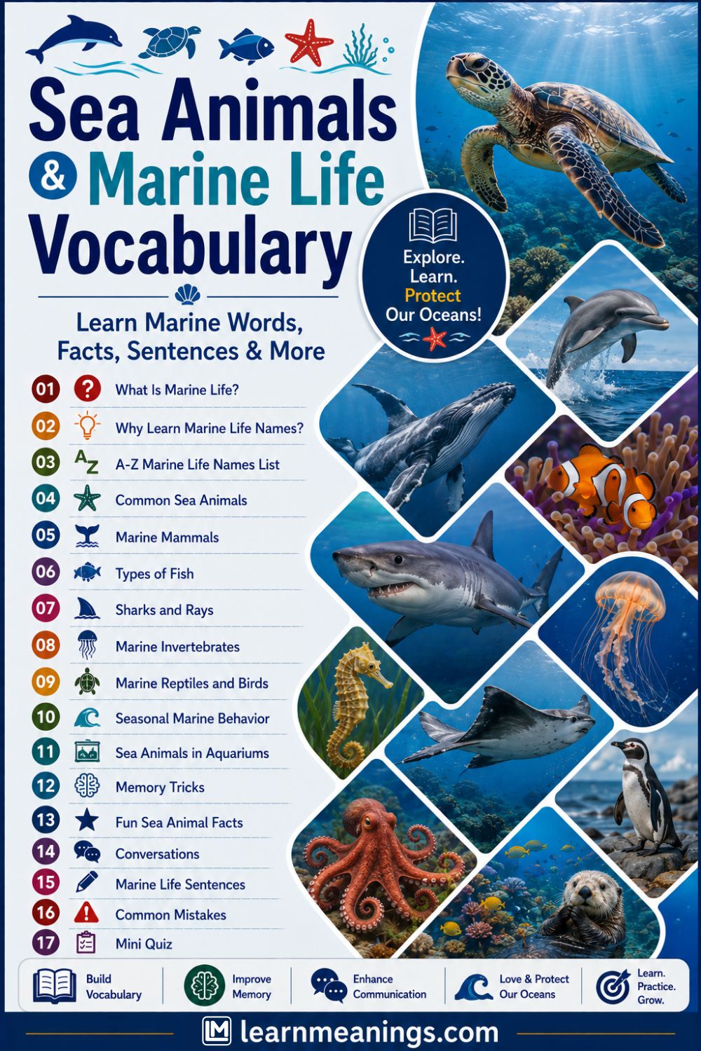 Sea Animals and Marine Life Vocabulary
